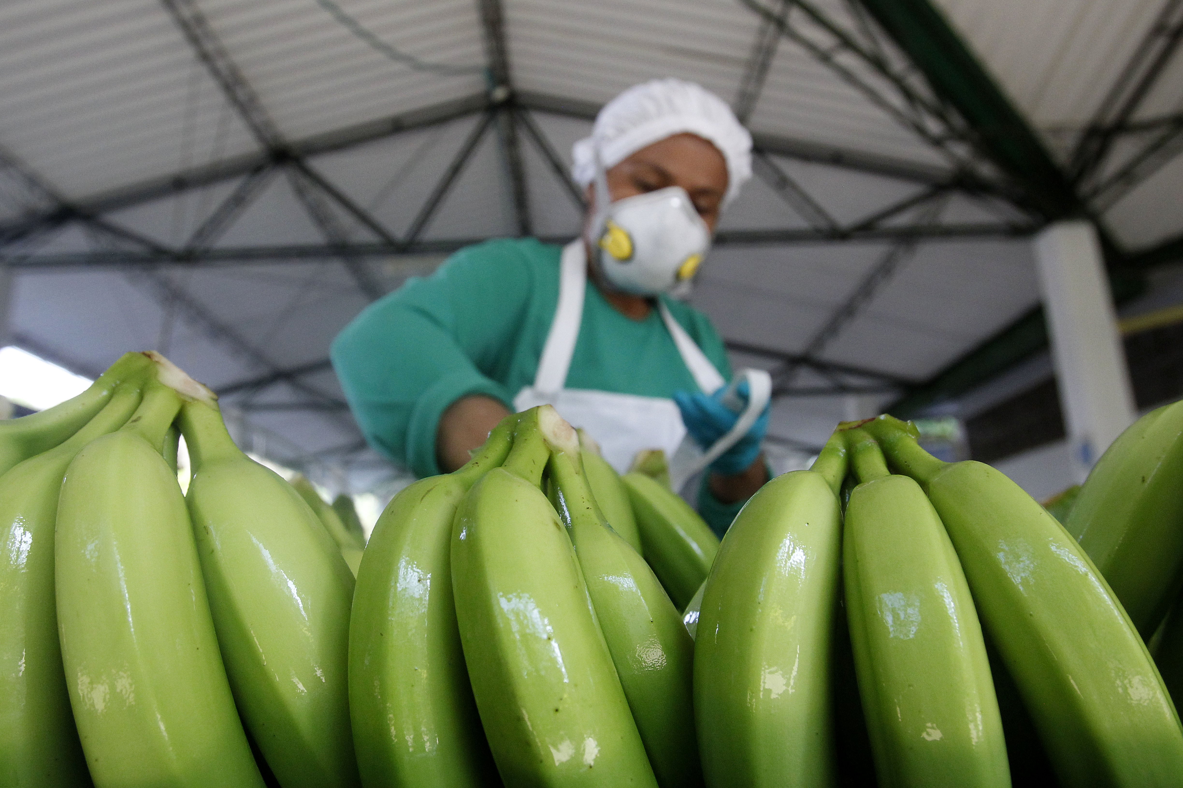 Ecuador es el primer exportador mundial de banano, con más de 6,5 millones de toneladas en 2023, según las estadísticas de la Asociación de Exportadores de Banano de Ecuador (AEBE). En la imagen un registro de archivo de una trabajadora durante el proceso de recolección y limpieza de bananos para exportación. EFE/Luis Noriega