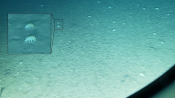 Holoturias o pepinos de mar