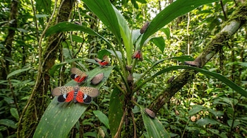 La estabilidad de las proteínas