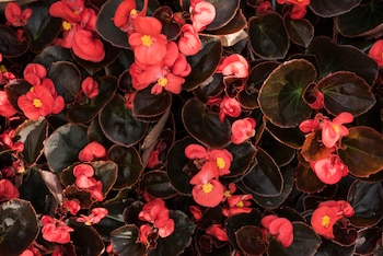 Una planta muy apreciada en decoración de interior