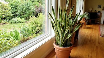 Planta Sansevieria de hojas verdes y amarillas en maceta de terracota, frente a una ventana, con un jardín exterior visible y suelo de madera.