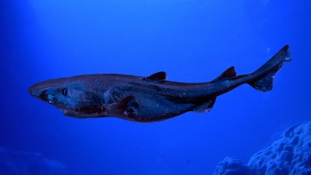 Un tiburón linterna de ojos pequeños (Hemiscyllium litvinovi) de color oscuro, nadando en aguas profundas de color azul intenso, con rocas en el fondo