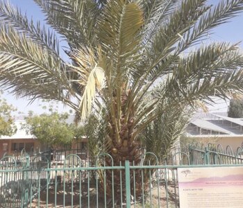 04/05/2021 Una de las palmeras