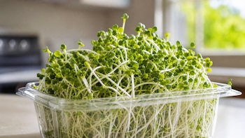 Retiran brotes de brócoli por contaminación con salmonela: 22 personas enfermaron en cuatro estados y dos fueron hospitalizadas