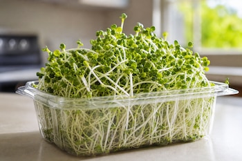 Germinados de brócoli con tallos blancos y hojas verdes dentro de un recipiente transparente sobre una mesa.