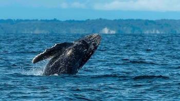Ballenas en el norte: Piura en la recta final para restringir el número de embarcaciones por avistamiento, ¿desde cuándo?