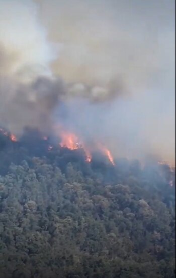 Reportan incendio forestal en los