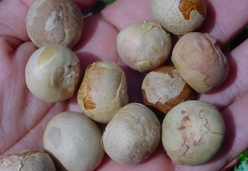 La nuez maya es considerada