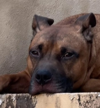 Los animales de compañía son