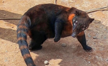 Un coatí de pelaje marrón oscuro y cola anillada sobre un suelo de tierra con piedras pequeñas y cables