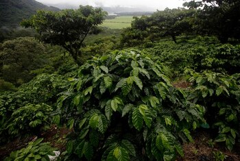 FOTO DE ARCHIVO. Plantas de