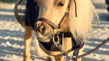 George ahora goza de una vida feliz y tranquila en compañía de otros equinos dentro de un santuario dedicado a los caballos miniatura.