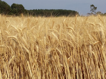Australia está usando inteligencia artificial