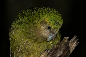 Ejemplar de kakapo. (Oscar Thomas/iNaturalist