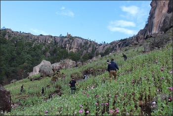 Los esclavos eran obligados a trabajar hasta cerca de 20 horas diarias en camos de amapola y marihuana por años Foto: eportaje Los esclavos de la sierra Tarahumara de Quinto elemento Lab