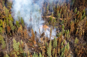 La reforestación debe considerar el
