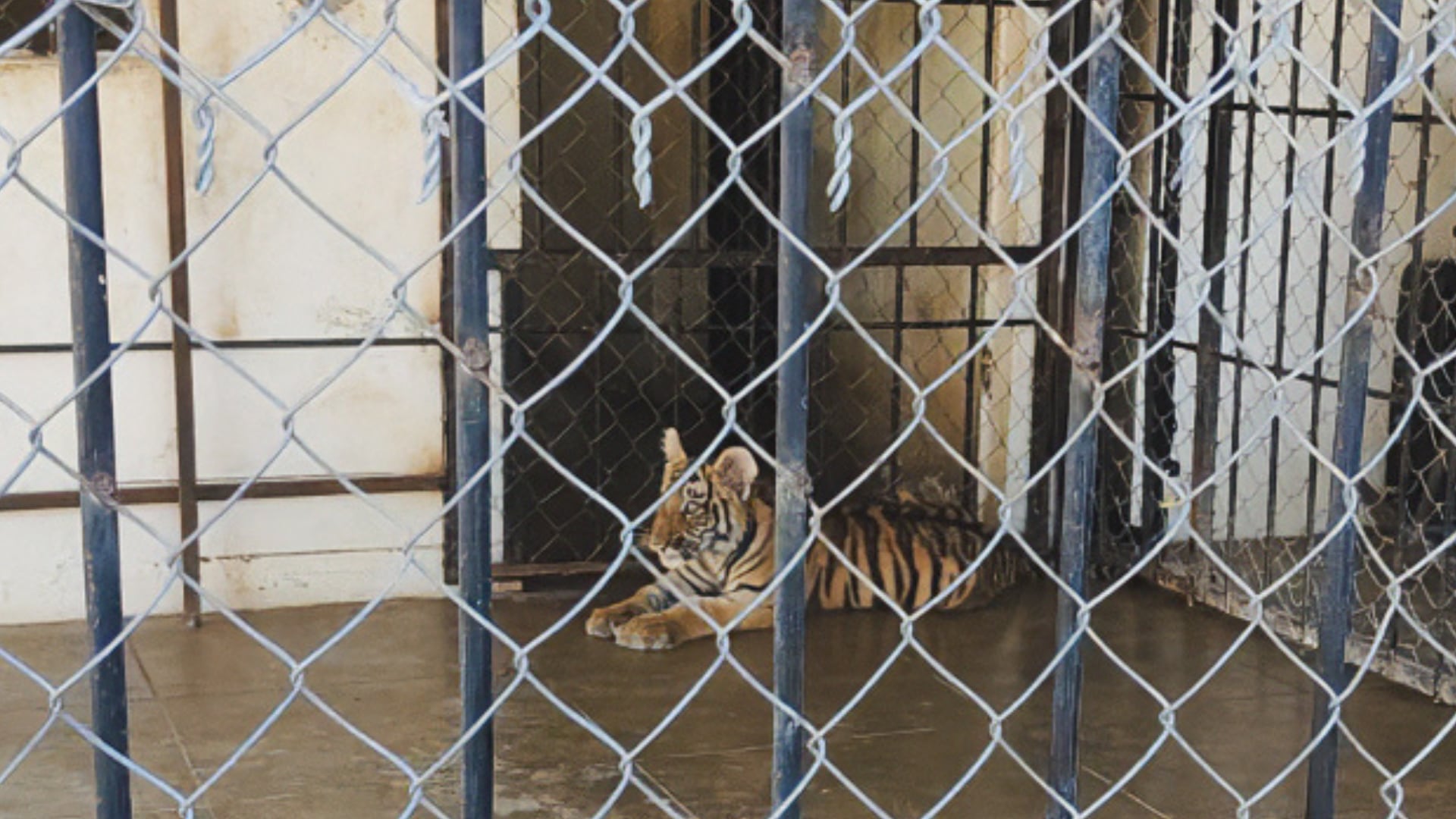 Un reporte de la Semar llevó a la Profepa hasta dos tigres de Bengala en Mazatlán. (Profepa)