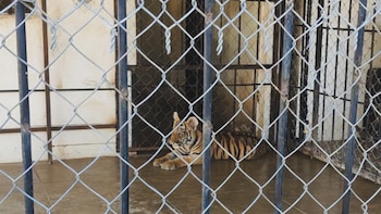 Un reporte de la Semar llevó a la Profepa hasta dos tigres de Bengala en Mazatlán. (Profepa)
