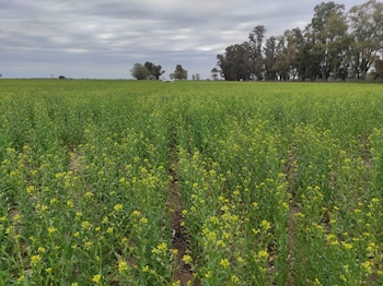 Nafta de aviación Camelina Quemú