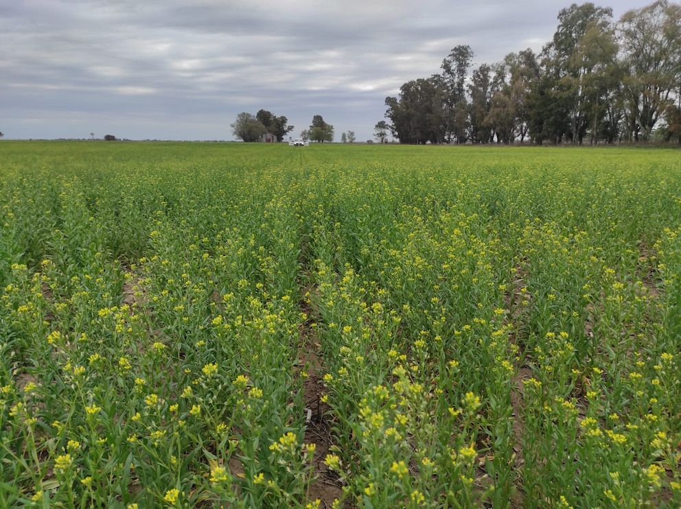 Colza, carinata y camelina: el negocio que avanza en el agro