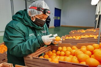 Senasa inspecciona envíos de cítricos