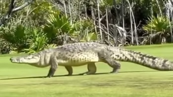 Un cocodrilo gigante aterrorizó a