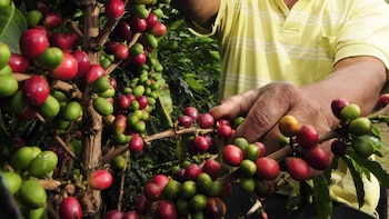 El parque cafetalero salvadoreño enfrenta