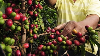 El 80% de las plantaciones