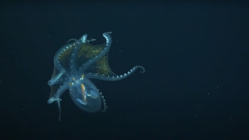 El pulpo de cristal es