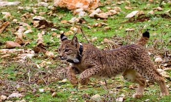 La reintroducción del lince ibérico en zonas de España ha provocado un aumento inesperado de las poblaciones de conejos, según estudios recientes (Europa Press)