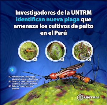 Dos insectos Monalonion velezangeli de cuerpo naranja y negro sobre un aguacate con manchas. Arriba, tres círculos muestran el insecto, otro aguacate dañado y ramas secas
