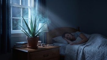 Lo que el aloe vera hace en tu cuarto por las noches que casi nadie sabe