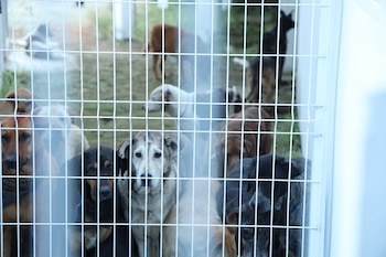 (Gobierno de la CDMX)