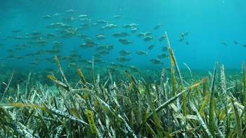 El calentamiento del mar amenaza las praderas marinas de posidonia del Mediterráneo: una planta única y clave en nuestras costas