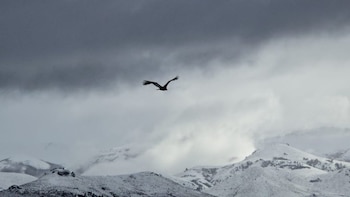 La comunidad local acató las indicaciones y facilitó el trabajo de conservación en el entorno urbano (Parque Nacional Nahuel Huapi/Administración de Parques Nacionales)