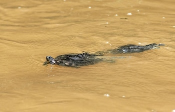 El Gobierno Regional de Loreto