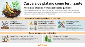 Infografía con cáscara de plátano en tierra con planta, raíces y elementos químicos, junto a cuadros con texto e iconos que explican su función como fertilizante.