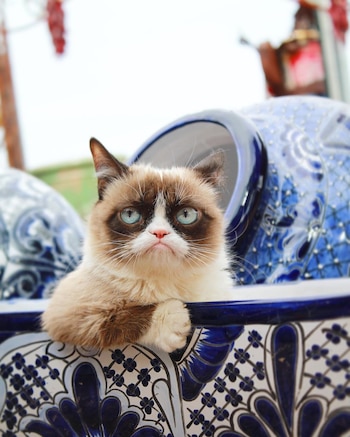 Grumpy Cat tiene con 2.7