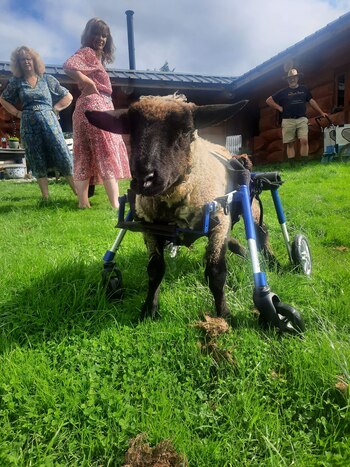 El santuario espera reunir el