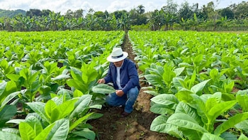 Las exportaciones de tabaco de