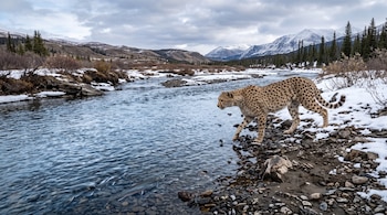 Un felino manchado camina junto a un río en un paisaje nevado con montañas al fondo y varios peces en el agua.