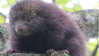 Especie de puercoespín único de
