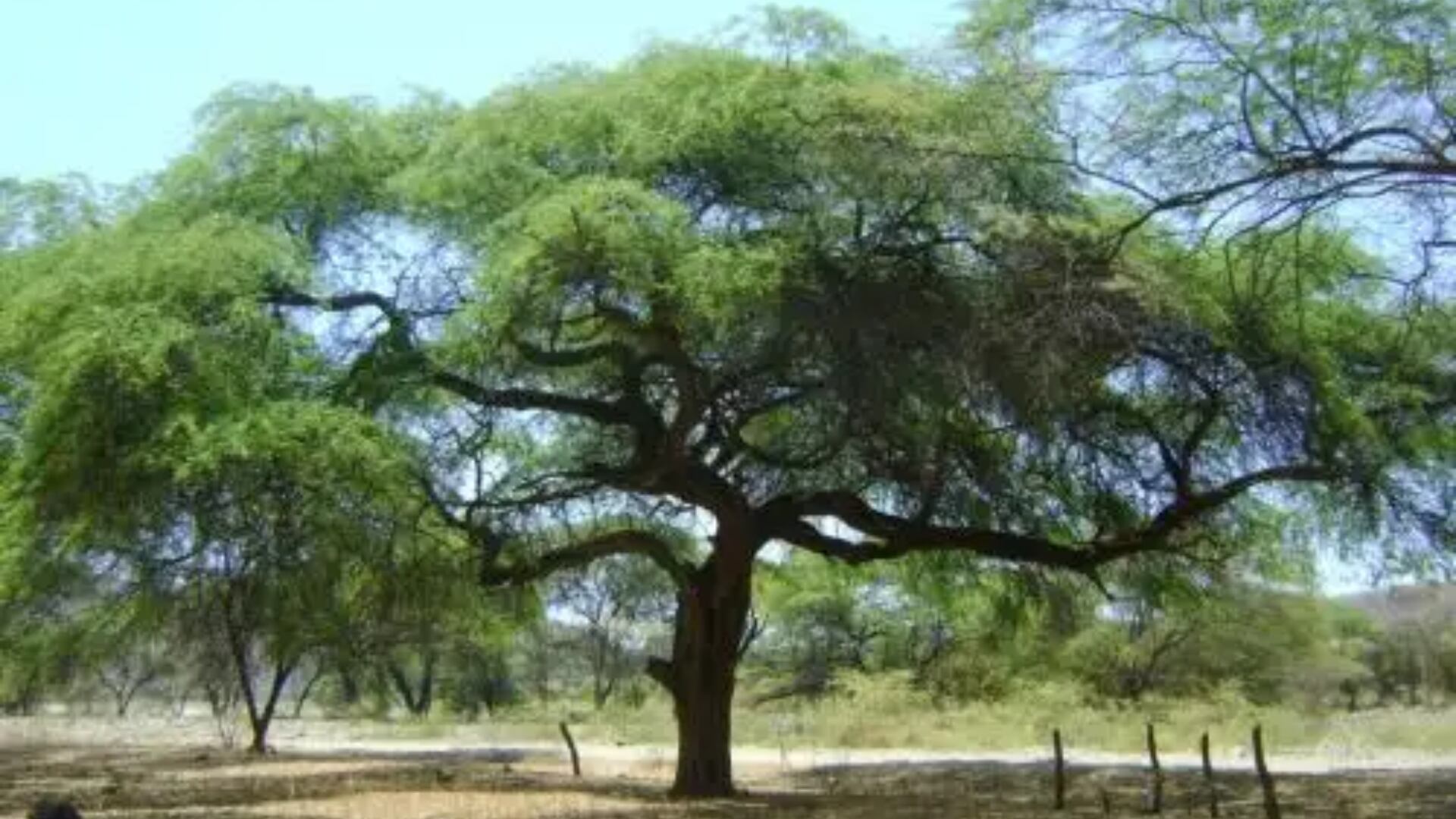 El Consejo Regional de Tumbes aprobó una ordenanza que declara el segundo viernes de noviembre como el “Día del Algarrobo en la Región Tumbes”.