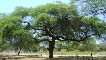 Tumbes declara el segundo viernes