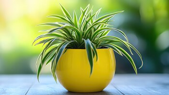 Planta araña. (Adobe Stock)