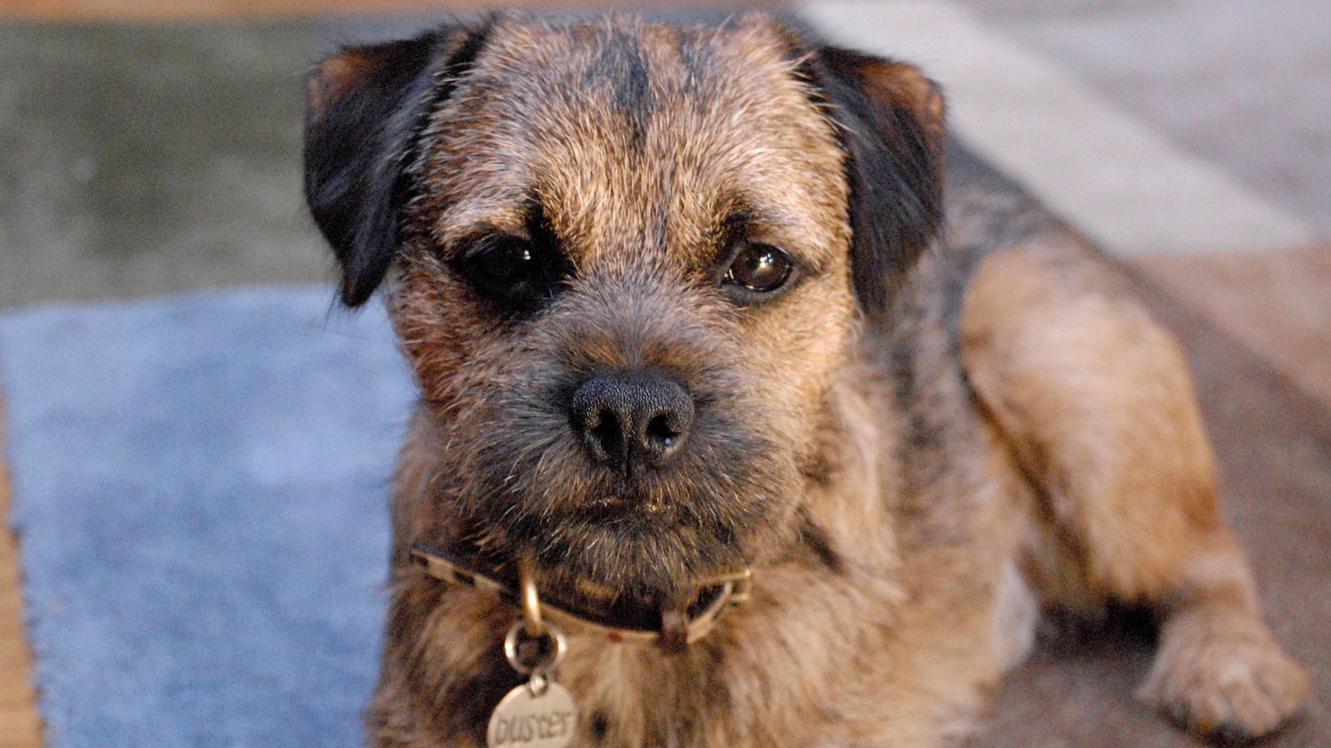 El border terrier se muestra afectuoso en casa y activo al aire libre, con un pelaje áspero de mantenimiento simple (Wikimedia)