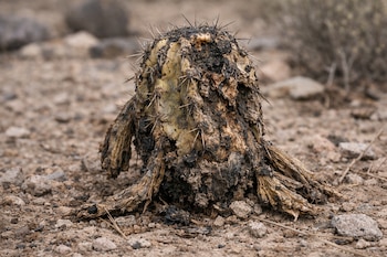 Un cactus moribundo con espinas visiblemente deshidratado y descompuesto, apoyado sobre tierra seca y rocas pequeñas en un entorno desértico.