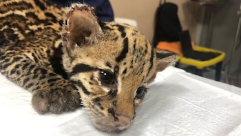 El ocelote en Ecuador bajo amenaza por enfermedades de animales domésticos