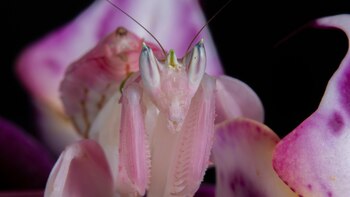 El insecto famoso por su