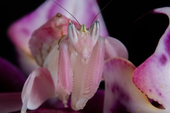 Campeona del camuflaje: Su mimetismo